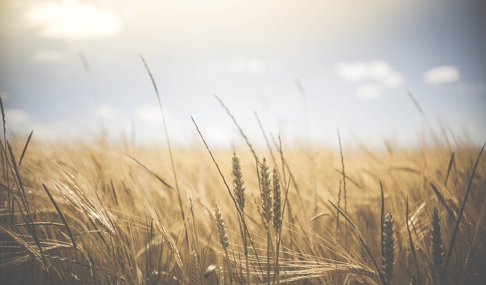 Study Suggests that Early Sowing Systems Can Boost Australian Wheat Yields Despite Climate Change