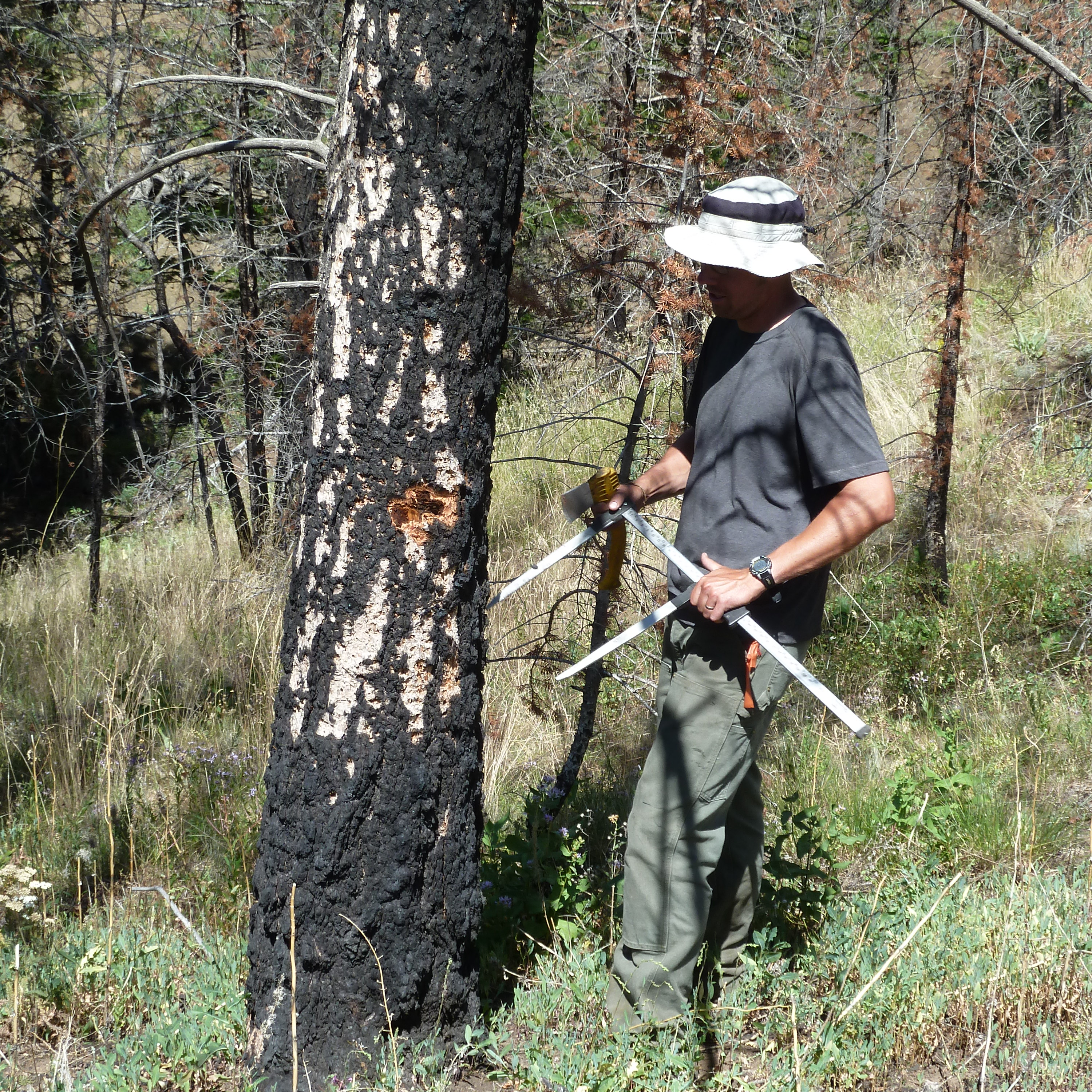 Fires, drought linked to climate change affecting high-altitude forests