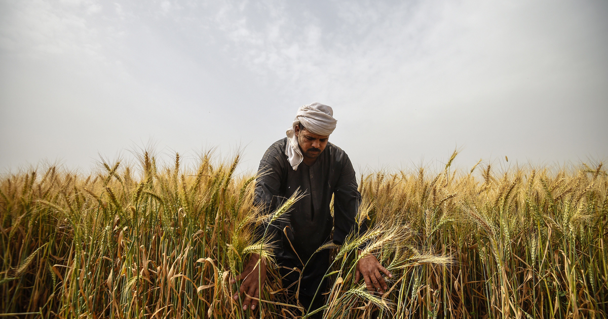 Technology is changing the face of farming in Egypt