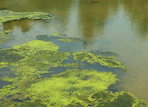 Pollutants in Ganga Destroying Purifying Algae Colonies - The Water ...