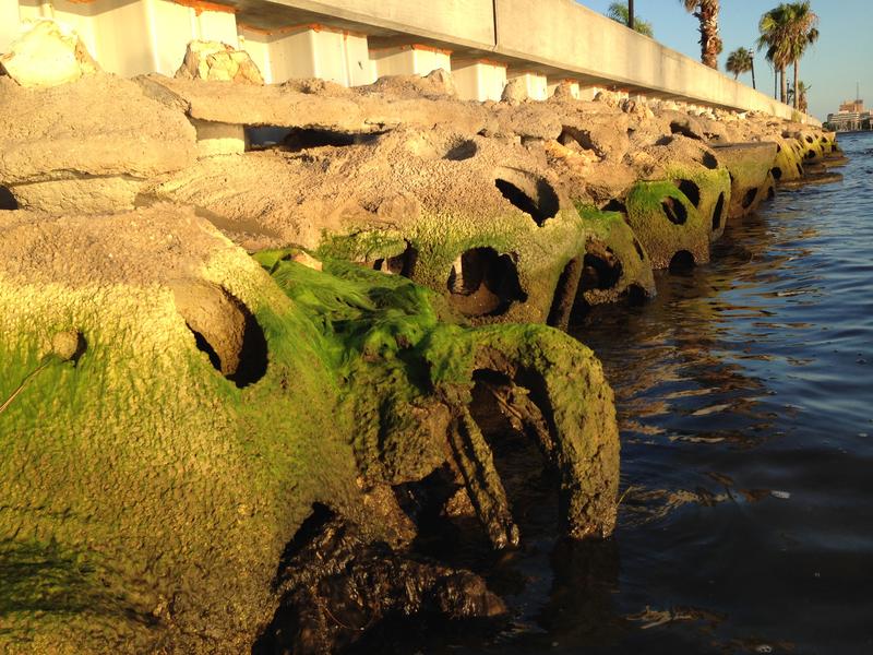 City Of Sarasota Funds 'Living Seawall' To Improve Water Quality