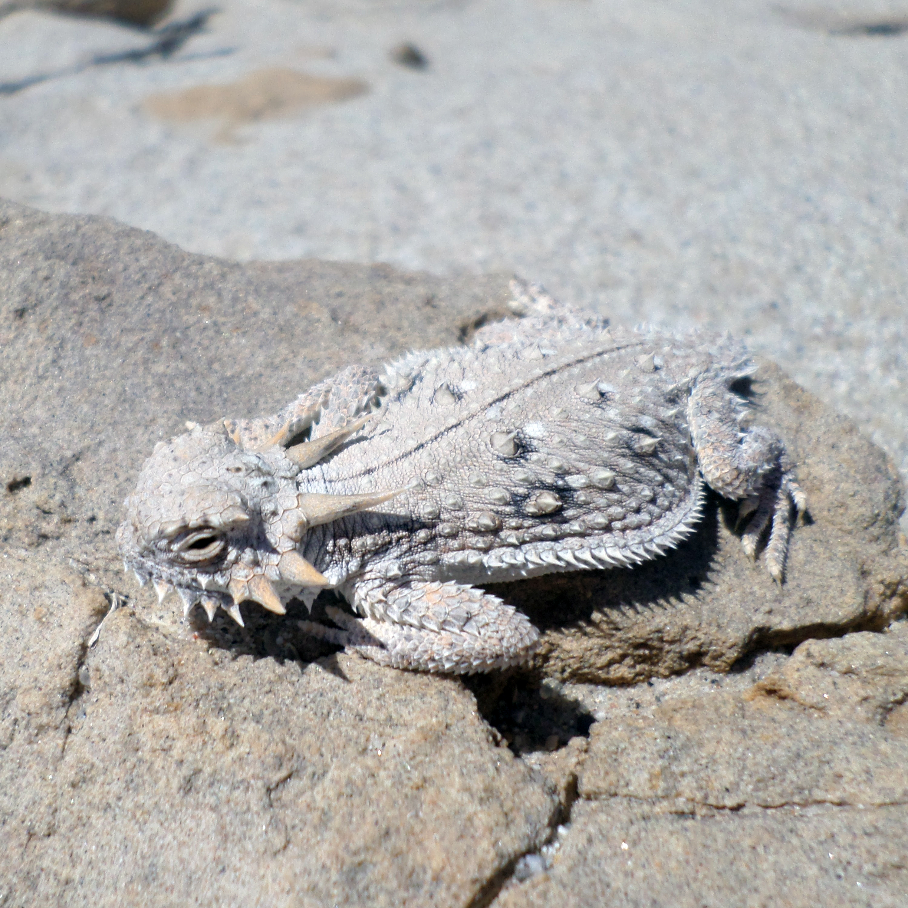 CDFW Monitors Effect of Severe Drought on Wildlife
