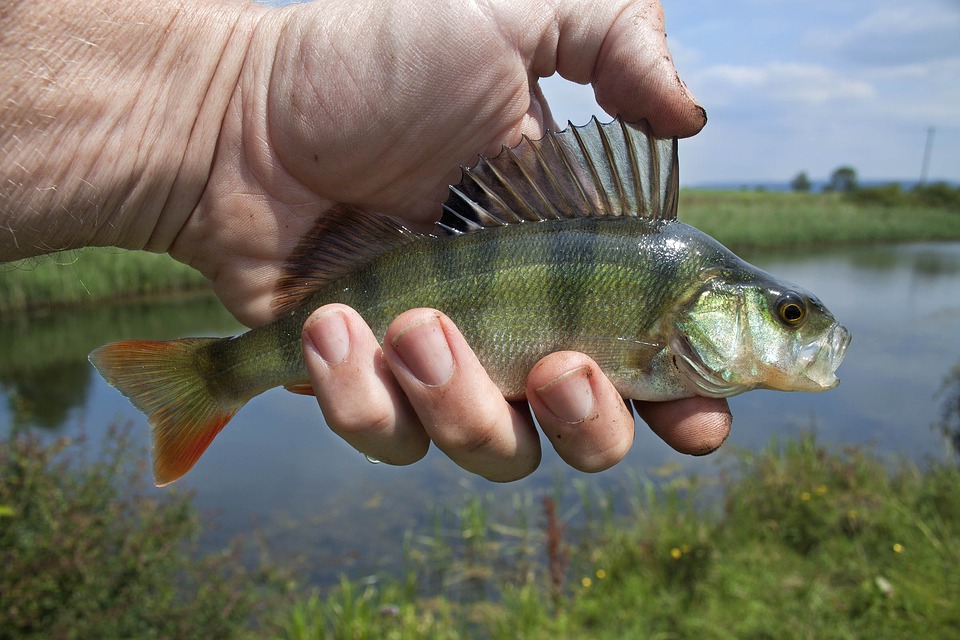 Non-native Species Do Not Make Native Fish More Vulnerable to Pollution