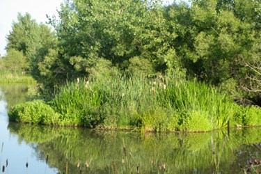 Floating Islands For Stormwater And Other Applications