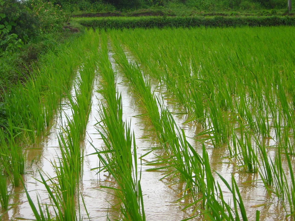 Breakthrough - ​Rice That Can ​Grow in Salt Water