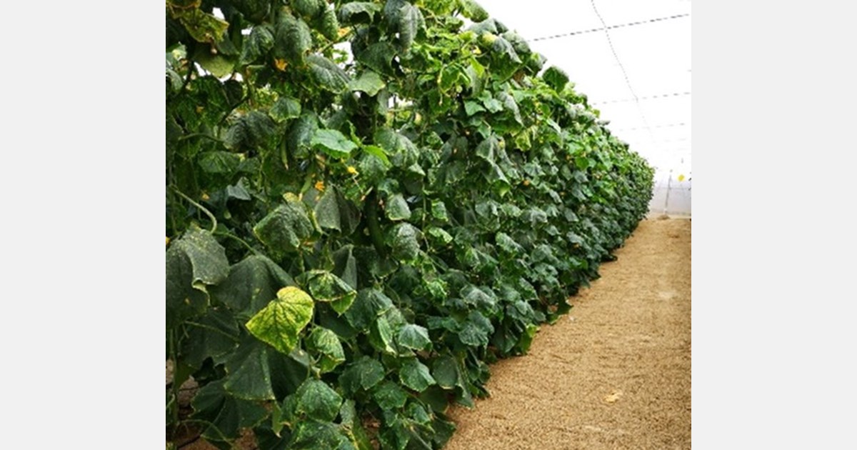 Water treatment results in 40% production increase for Almeria cucumber grower