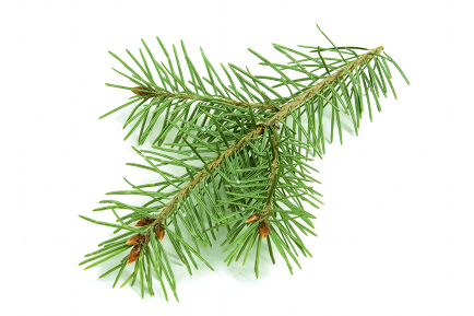 Pine Needles as Water Purificators