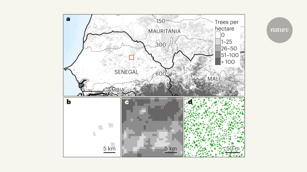 Satellites could soon map every tree on Earth