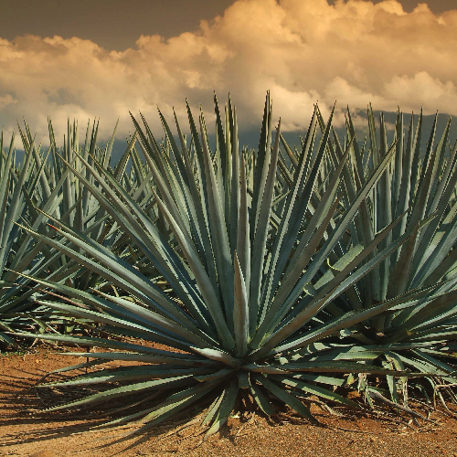 How Tequila Could be Key in our Battle Against Climate Change