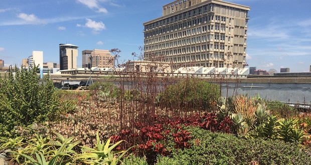 Joburg's Rooftop Gardens Offer Relief from the Drought