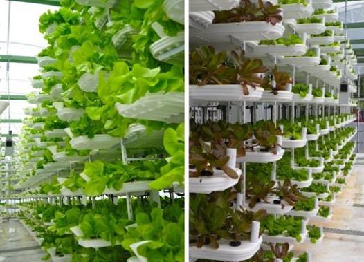 Urban Hydroponics Merged in Canadian Hydroponics Companies