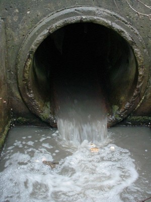 Runoff from Pavement Is Toxic to Aquatic Life