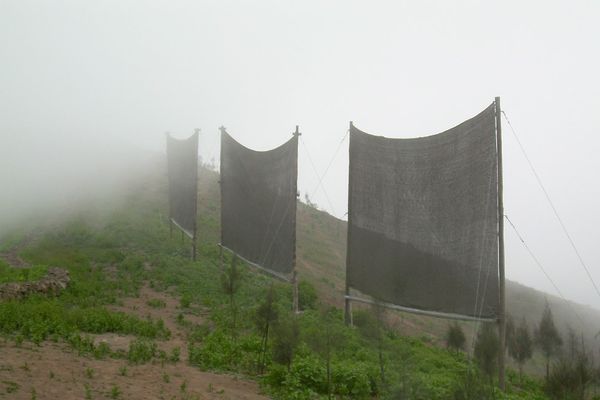 Enhancing Fog Harvesting in Arid Region