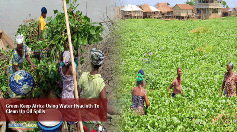 Reduce the rapid growth of water hyacinth & clean up oil spills at the same time