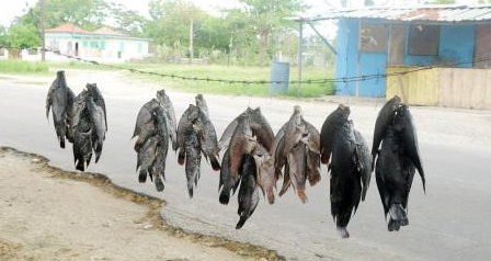 Jamaica River Fish Disappearing