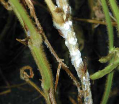 White mold and irrigation water management in soybeans program, March 5 in Indiana http://msue.anr.msu.edu/news/white_mold_and_irrigation_water_...