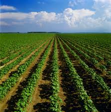 Saline Water For Agriculture