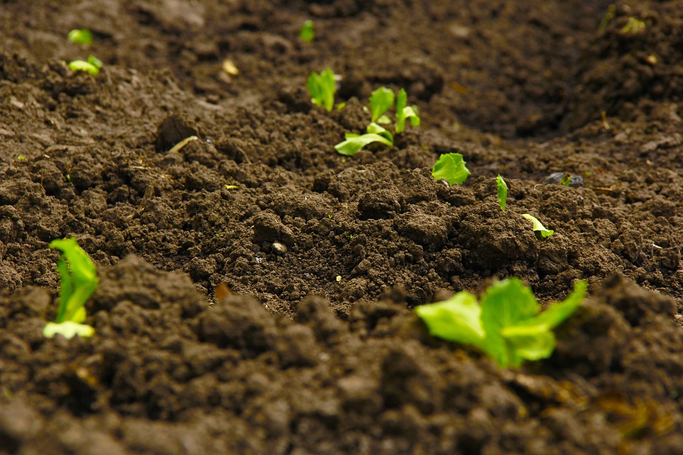 Scientists Explore How Slow Release Fertilizer Behaves in Soil