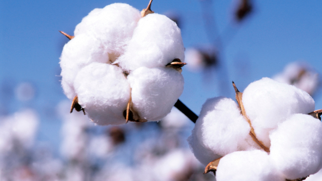 Sustainable Cotton in Pakistan