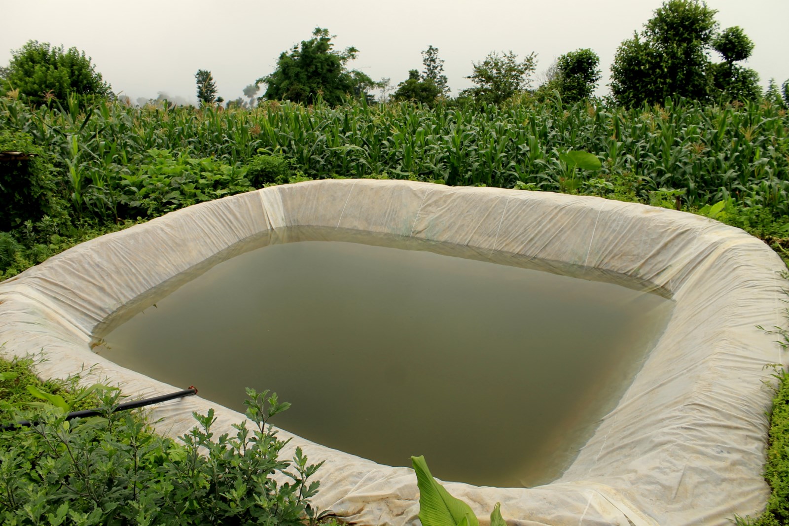 Traditional Water Harvesting System In Assam