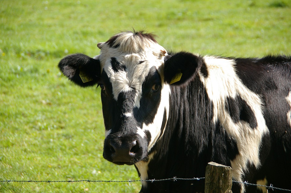 This Farm Converts Cow Manure to Clean Water