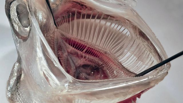 Fish Gill-Inspired Filter Removes 99% of Microplastics From Wastewater