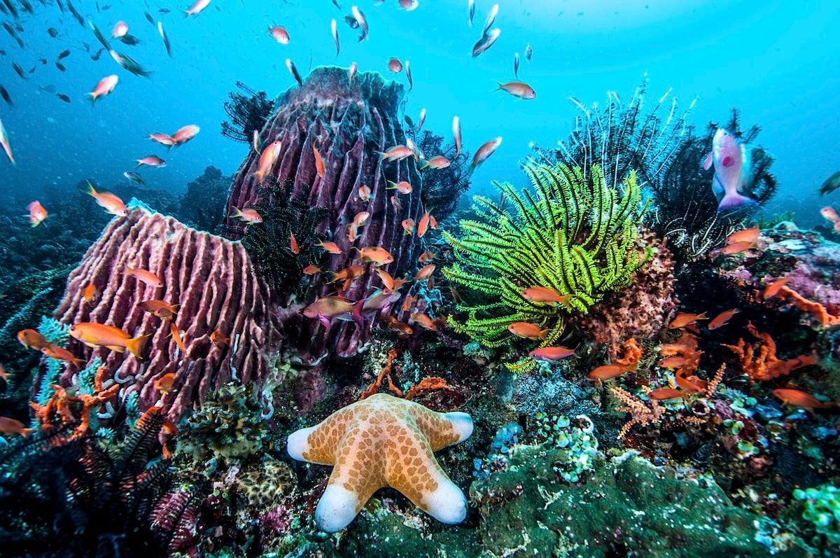 &lsquo;Time Has Run Out&rsquo; &mdash; UN Fails to Reach Agreement to Protect Marine Life - EcoWatch