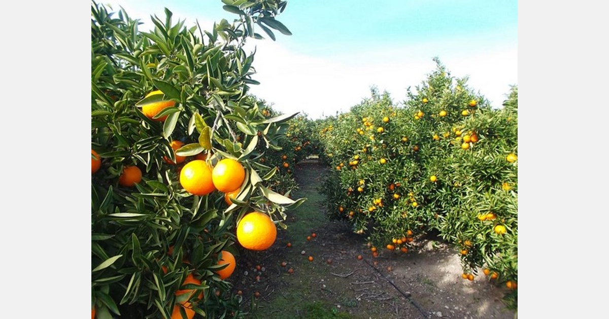 Spain&#039;s citrus sector saved 676 million liters of water