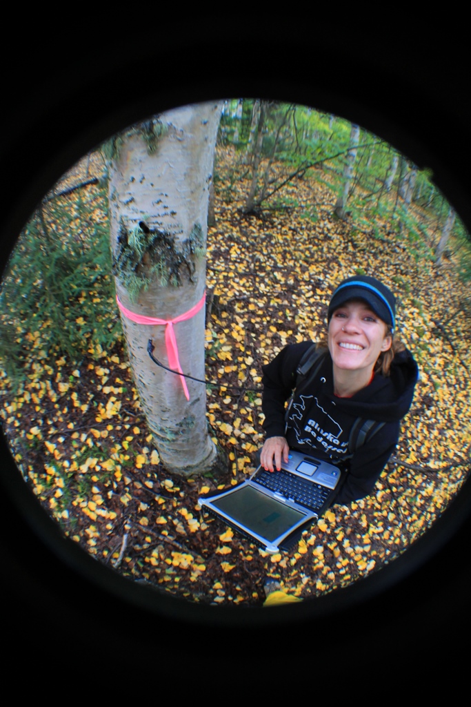 Trees’ Surprising Role in the Boreal Water Cycle Quantified