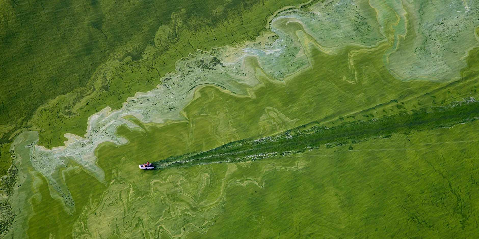US Plagued by Hundreds of Toxic Algae Bloom Outbreaks in 2021 - LG Sonic
