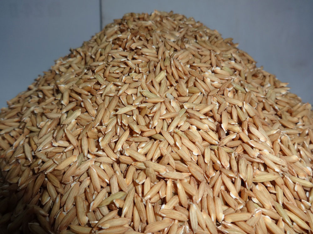 New Rice Cultivation Method uses Less Water