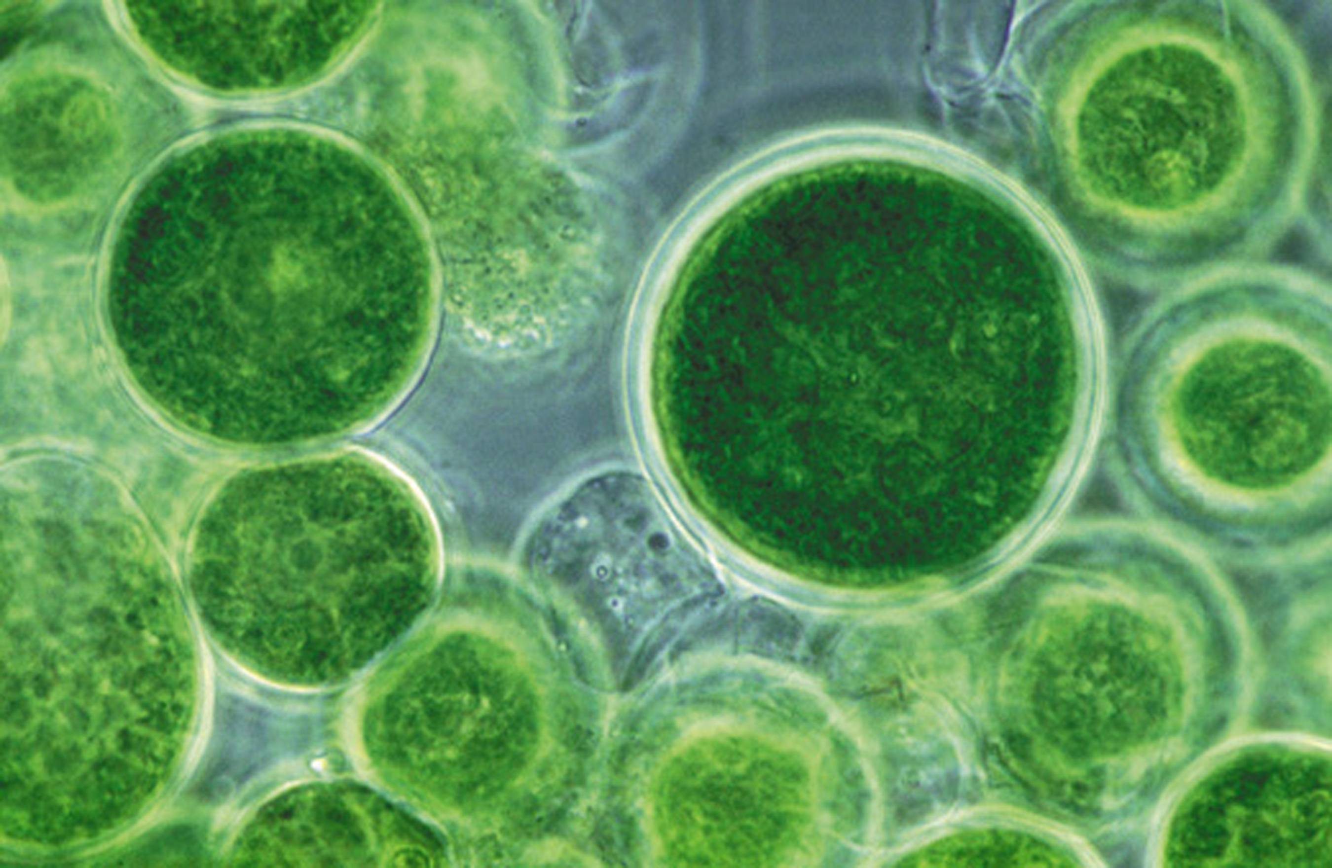 How does Nutrient Availability affect Algae Growth?