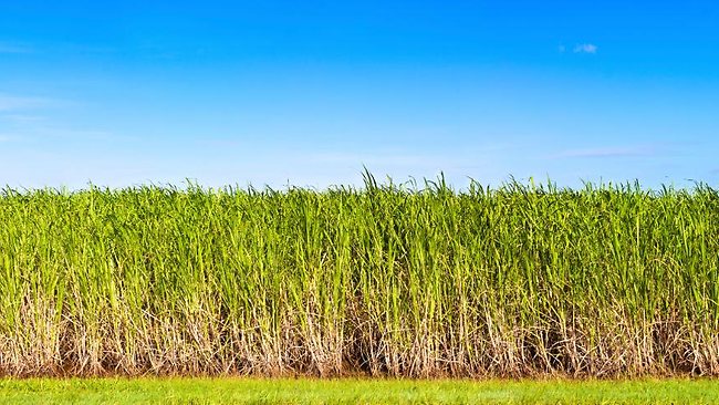 New Efficient Model for Sugarcane Farming