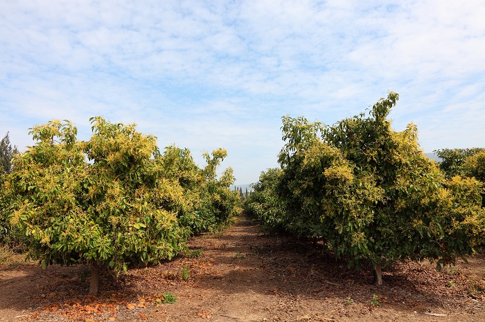 Avocados: Leading Spanish producer claims record low water useTrops, the largest avocado producer in Spain, has teamed up with digital agricultu...