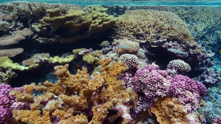 Ocean pH Sensor Technology