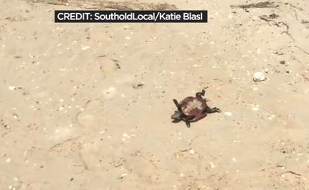 Conservationists Race To Solve Mystery Of Long Island Turtle Die-Off