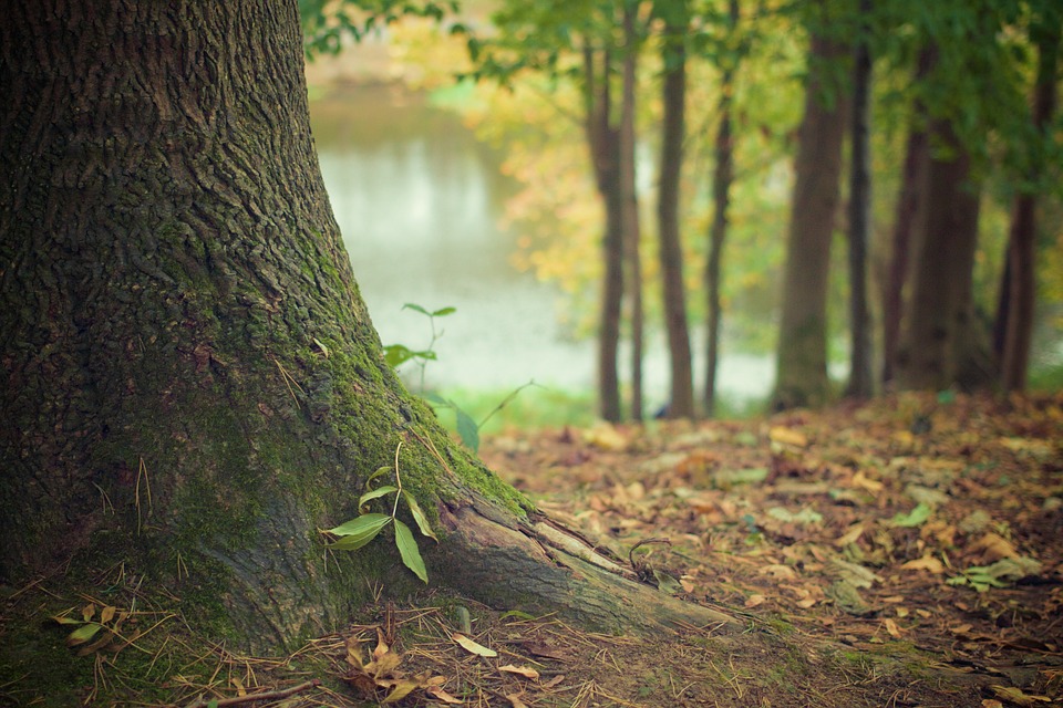 Nitrogen Pollution's Path to Streams Weaves Faster than Suspected