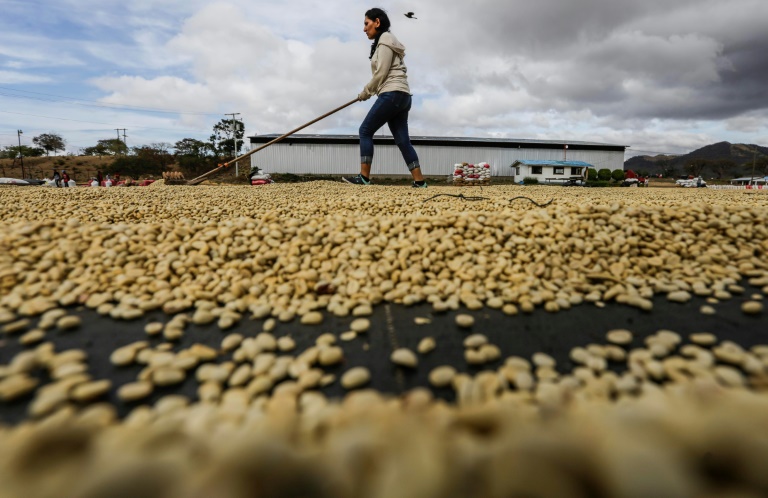 Nicaragua Focuses on Climate-change Resistant Coffee