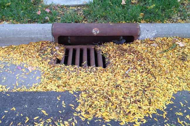Fertilizers and Pet Waste Polluting Urban Waters