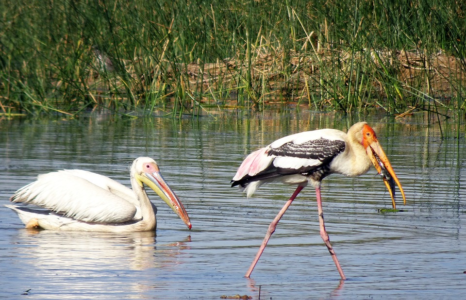 Good News Coming from the UK: Improved Sewage Treatment Increased Biodiversity Over Past 30 Years