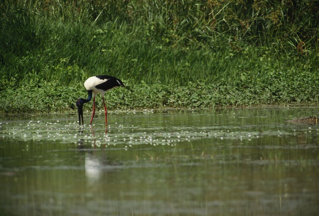 Recent Loss of Freshwater Wetlands Worldwide Valued at $2.7 Trillion per Year