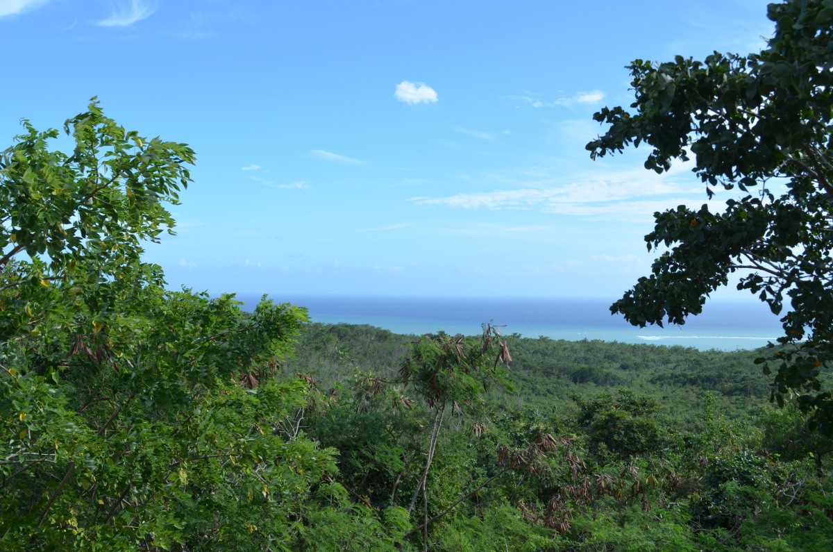 New Study Shows Vegetation Controls the Future of the Water Cycle