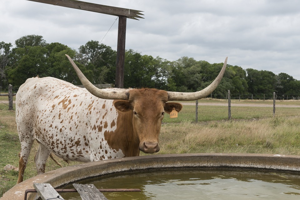 Water Troughs are Key to Toxic E. Coli Spread in Cattle