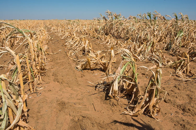 Severe Drought in South Africa
