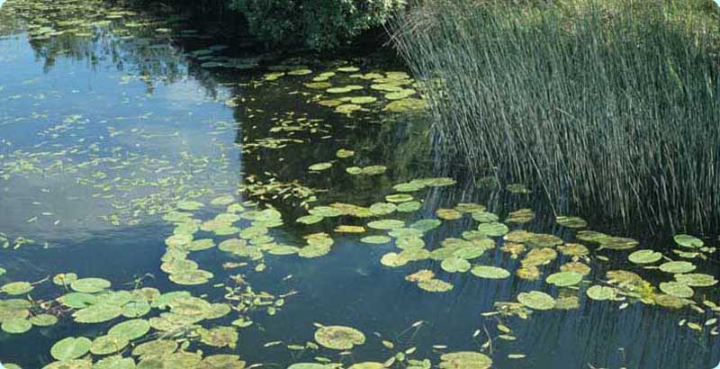 Water Ecology Study Released