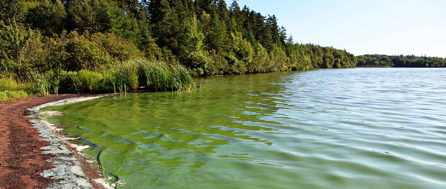 What is Microcystin? (Algae Toxins) - LG Sonic