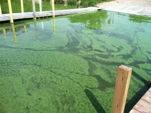 Anti-algae Bill 