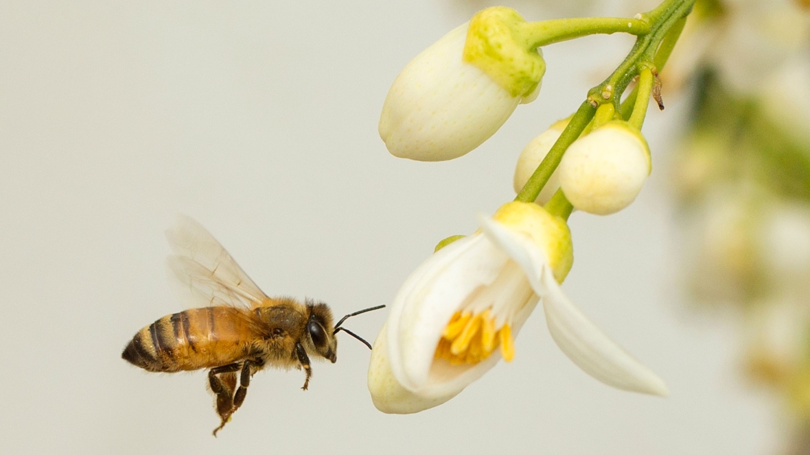 Bee lifespan shortened by exposure to neonicotinoids, study says