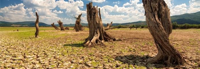 Drought Programme: Root - Global Water Partnership