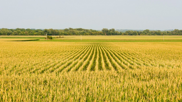 Water Demand for Crops Rise in Germany